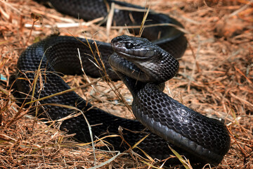 Mangrove snakes black boiga, cat snake, boiga dendrophila