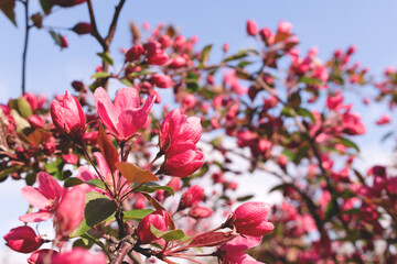Fototapeta na wymiar Flowering decorative pink apple tree. Beautiful bloom garden. Selective focus.