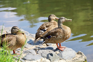 Three mallard ducks resting on a lake coast in summer. Female ducks on stones near the water