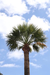 Palm leaves Tree Grand canaria poster print vaccation flyer  travel exotic sun, tropical