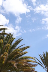 Palm leaves Tree Grand canaria poster print vaccation flyer  travel exotic sun, tropical