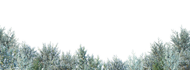  Trees and mountains in winter on a white background with clipping paths.