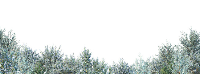 Fototapeta premium Trees and mountains in winter on a white background with clipping paths.