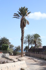 Palm leaves Tree Grand canaria poster print vaccation flyer  travel exotic sun, tropical