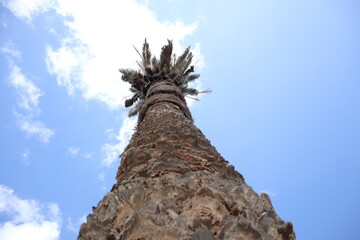 Palm leaves Tree Grand canaria poster print vaccation flyer  travel exotic sun, tropical