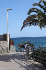 Palm leaves Tree Grand canaria poster print vaccation flyer  travel exotic sun, tropical