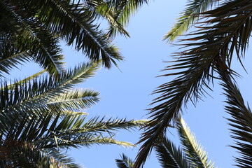 Palm leaves Tree Grand canaria poster print vaccation flyer  travel exotic sun, tropical