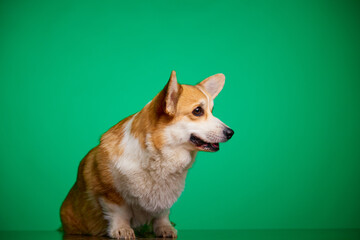 A happy Welsh Corgi Pembroke dog sits cute on an isolated green background. The dog is looking off into the distance. A place to advertise.