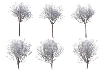 Trees and mountains in winter on a white background with clipping paths.