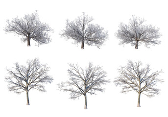 Trees and mountains in winter on a white background with clipping paths.