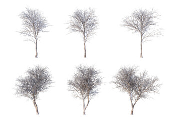 Trees and mountains in winter on a white background with clipping paths.