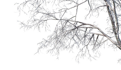 Trees and mountains in winter on a white background with clipping paths.