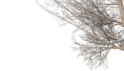 Trees and mountains in winter on a white background with clipping paths.