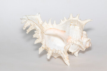 Image of chicoreus ramosus seashell on a white background. Sea shells. Undersea Animals.