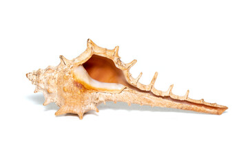 Image of thorn conch shell on a white background. Undersea Animals. Sea shells.