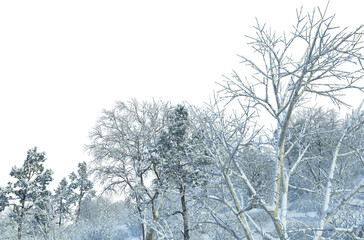 Trees and mountains in winter on a white background with clipping paths.