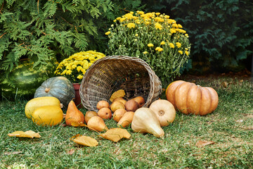 Fall harvest. House decorations from orange pumpkins, basket, pears, autumn flowers on grass in yard. Fall season.