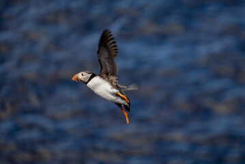 Puffin in Flight, Orkney Scotland
