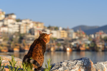 The cat sits with its back to the camera and looks at the port in the city of Alanya.