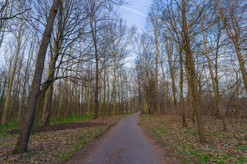 Fototapeta na wymiar Footpath and trees in the Monza Park