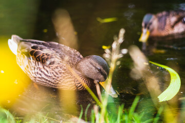ducks in lake