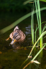 ducks in lake