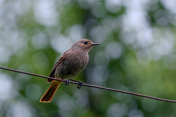 black redstart on the fence
