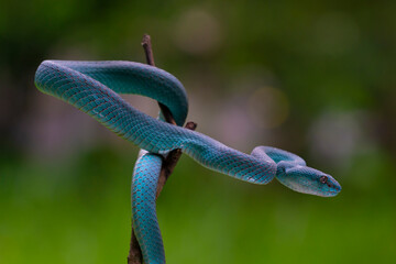 Trimeresurus insularis (Indonesian pit viper, Lesser Sunda Islands pit viper, Sunda white-lipped...