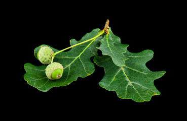 Green acorns and green oak leaves isolated on black background.