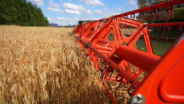 A combine harvester harvests crops near the city. Wheat harvest. Threshing harvester close-up.