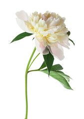White peony flower isolated on white background.