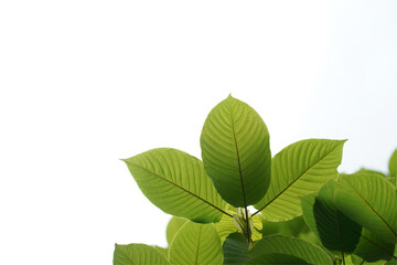 Fototapeta na wymiar Kratom leaves, Thai herbs are used as medicinal raw materials for nourishment and treatment.