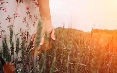 Wheat field woman hand. Young woman hand touching spikelets cereal field in sunset. Agriculture harvest summer sun, food industry, healthy organic concept.