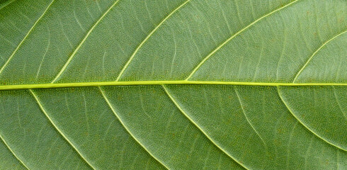 green leaf texture