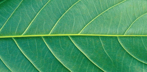 Naklejka premium green leaf texture