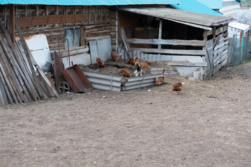 backyard with roosters and hens in the village
