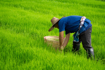 Naklejka na ściany i meble Asian man farmer is working at paddy field. Get rid of grass or weeds in rice field by hands. Concept : Agricultural occupation. Organic farming. No chemical using. Use natural ways to do agriculture.