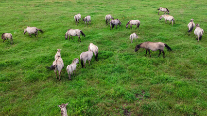 Obraz premium Aerial view of Tarpan horses in nature. Wild horses. Wildlife and nature background. Herd of wild horses Tarpan on the pasture.