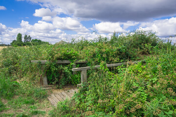 A Small wooden footbridge on a nature trail surrounded by brambles and bushes

