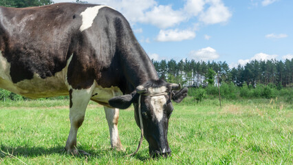 Open farm with dairy cattle on the field in countryside farm. Single cow grazzing on a pasture on blue sky background.