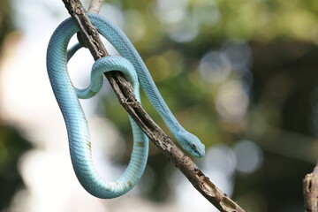 Trimeresurus insularis (Indonesian pit viper, Lesser Sunda Islands pit viper, Sunda white-lipped pit viper) is a venomous pit viper species found in eastern Java and the Lesser Sunda Islands, Indonesi