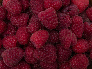 Ripe raspberries. Berries. A handful of raspberries. Scarlet. Raspberry field.