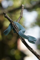 Trimeresurus insularis (Indonesian pit viper, Lesser Sunda Islands pit viper, Sunda white-lipped pit viper) is a venomous pit viper species found in eastern Java  Indonesia