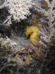 yellow seahorse