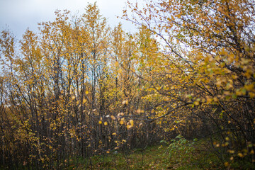 Autumn Landscape in Sami Village, Murmansk, Russia