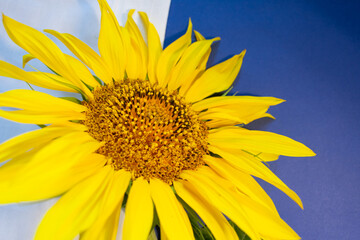 Sunflower close-up on a white and blue background