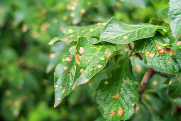 plum tree disease. clasterosporiasis, coccomycosis, marsoniosis on plum leaves