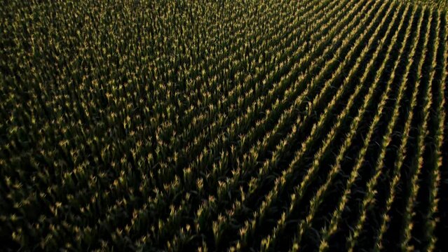 Aerial shot of farmers fields, crops at harvest time. Rows of corn.