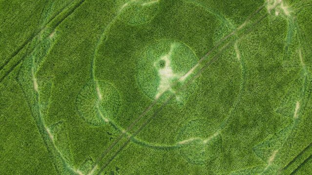 Gentle breeze blowing across Wiltshire crop circle in grassy meadow 2022 top down descending aerial view