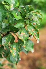 plum tree disease. clasterosporiasis, coccomycosis, marsoniosis on plum leaves